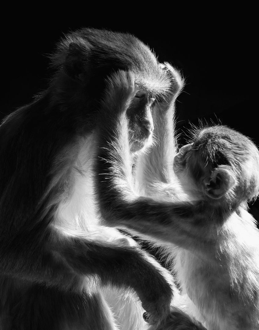 Culture & Evolution